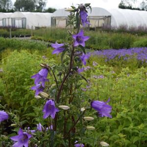 Campanula trachelium ---